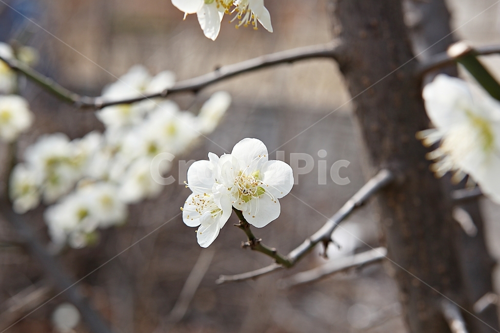 매화꽃,매화,꽃,꽃잎,봄꽃,봄,공원,식물,자연,식물,자연,plants,nature,꽃,flower