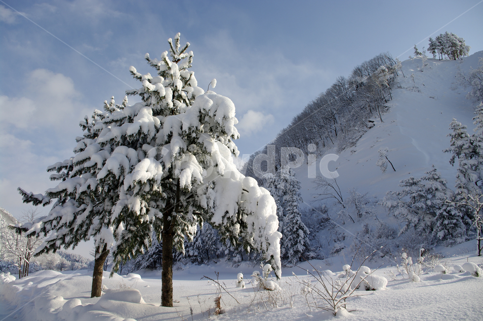 겨울,눈,설경,풍경,나무,겨울,계절,winter,season