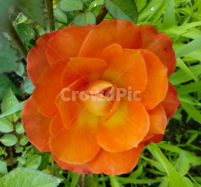장미,장미꽃,플라워,식물,flower,로즈