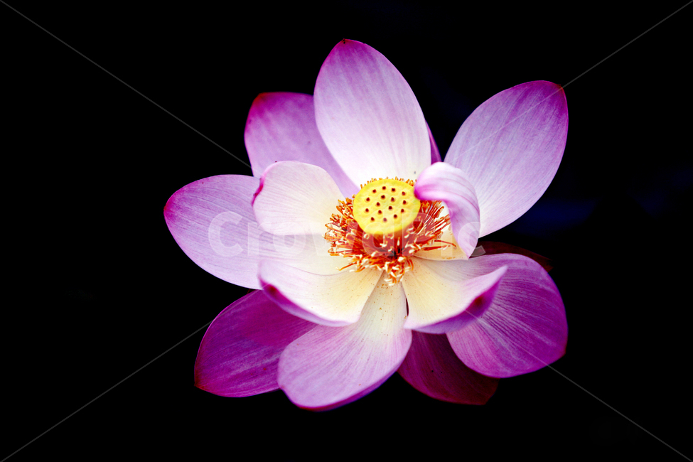 여름,꽃,연꽃,홍련,식물,식물,자연,plants,nature,꽃,flower