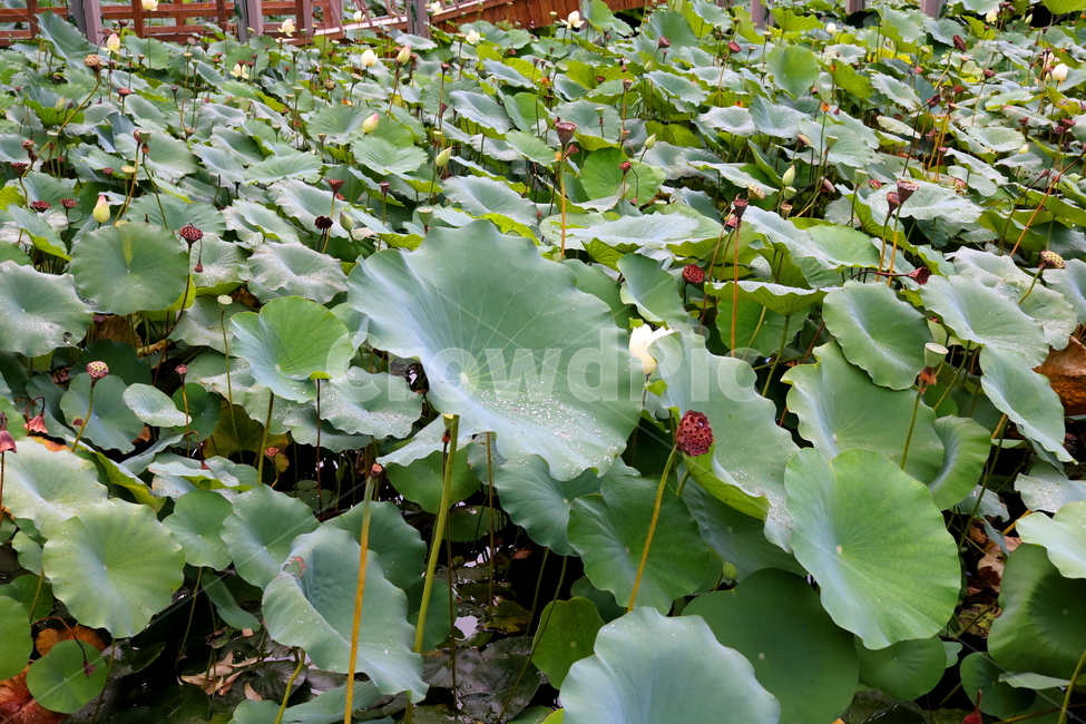 수련,연꽃,연잎,식물,수생식물,연,자연,식물,자연,plants,nature,꽃,flower