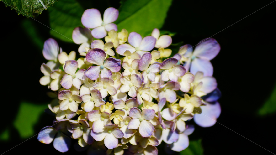 수국,수국꽃,꽃,꽃길,식물,식물,자연,plants,nature,꽃,flower