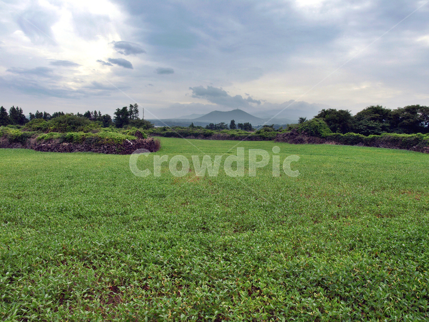 오시록헌농로,밭,농작물,제주,올레14코스,올레길,자연,풍경,nature,landscape,grass,잔디,plant,식물,field,들