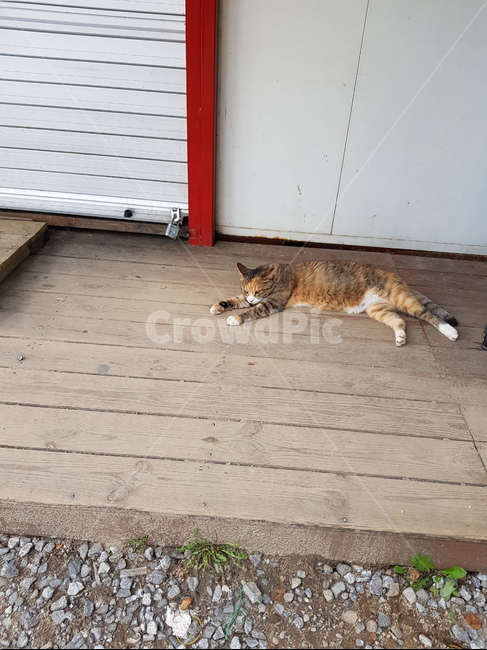 도둑고양이,길고양이,고양이,cat,고등어,길냥이,코리안숏헤어,koreanshorthair,낮잠,동물,animal,동물,animal,포유류,mammal,고양이,cat,kitten,kitty