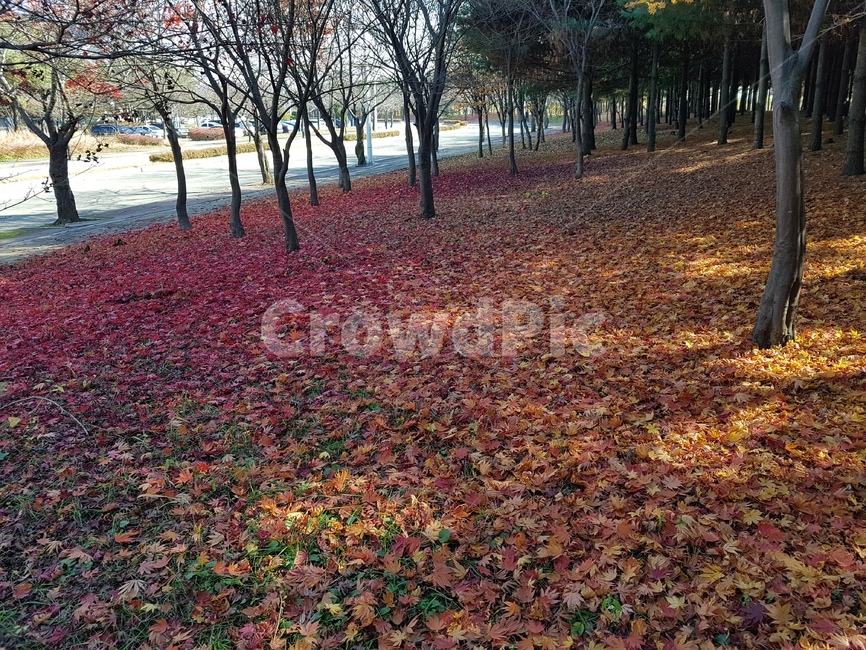 가을,낙옆,길,하늘,침묵,가을,계절,fall,autumn,season,자연,풍경,nature,landscape,ground,바닥,leaf,잎,plant,식물,tree,나무,tree trunk,나무 줄기