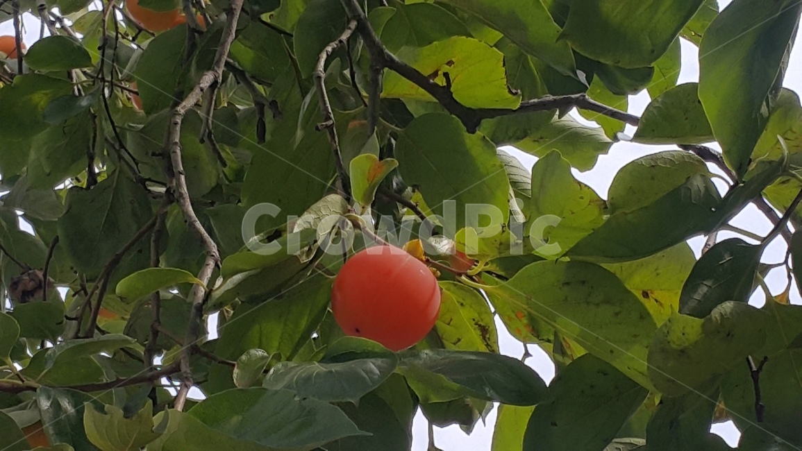 감,나무,감나무,한개,가을,식물,자연,plants,nature,나무,trees,wood,과일,열매,fruit