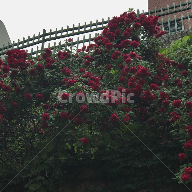 꽃,flower,rose,장미,garden,정원,자연,nature,plant,식물,식물,자연,plants,nature,꽃,flower
