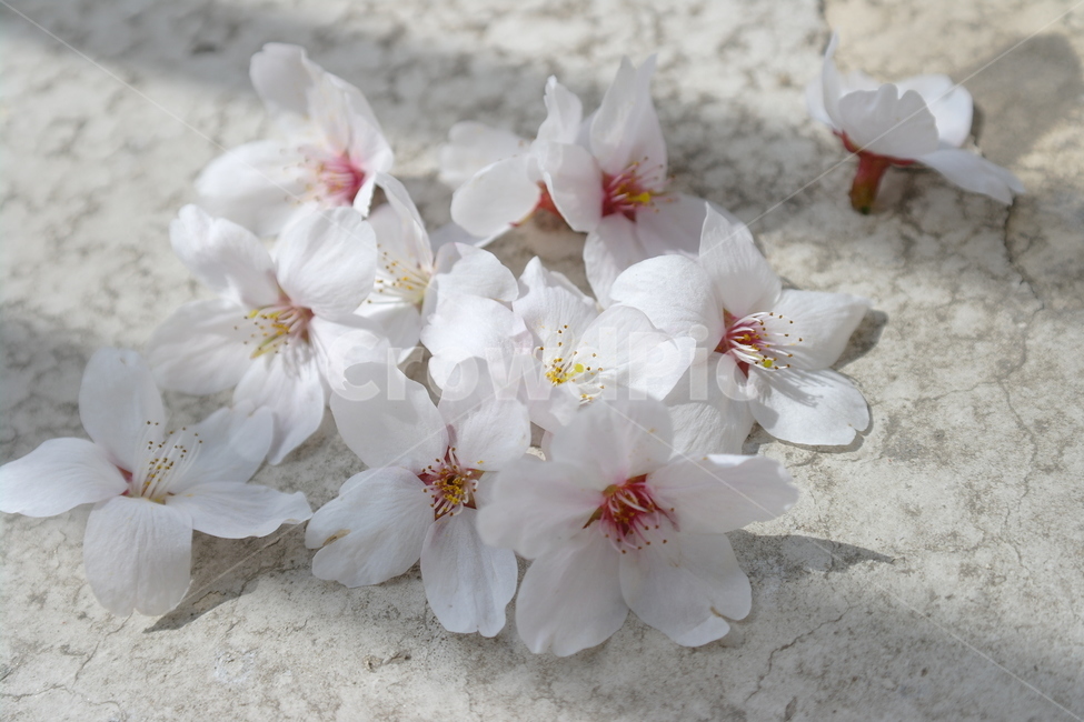 벚꽃,꽃,봄,spring,cherryblossoms