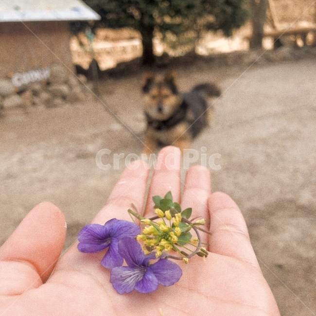 제비꽃,꽃,봄,손,손위에꽃,손바닥,감성,강아지,plant,식물,잡초