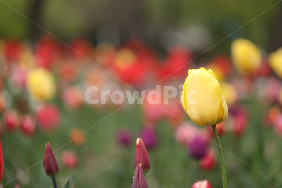 꽃,튤립,봄,공원,자연,꽃밭,flower,tulips,spring,park,노란꽃,색깔