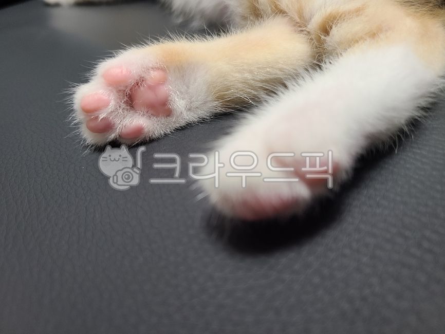 고양이,고양이발바닥,핑크젤리,아기고양이,젤리,고양이발,cat,hook,훅