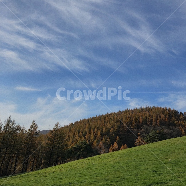 하늘,나무,들판,구름,풍경,자연,풍경,nature,landscape,outdoors,옥외,tree,plant,식물,field,들,grassland,목초지,fir,전나무