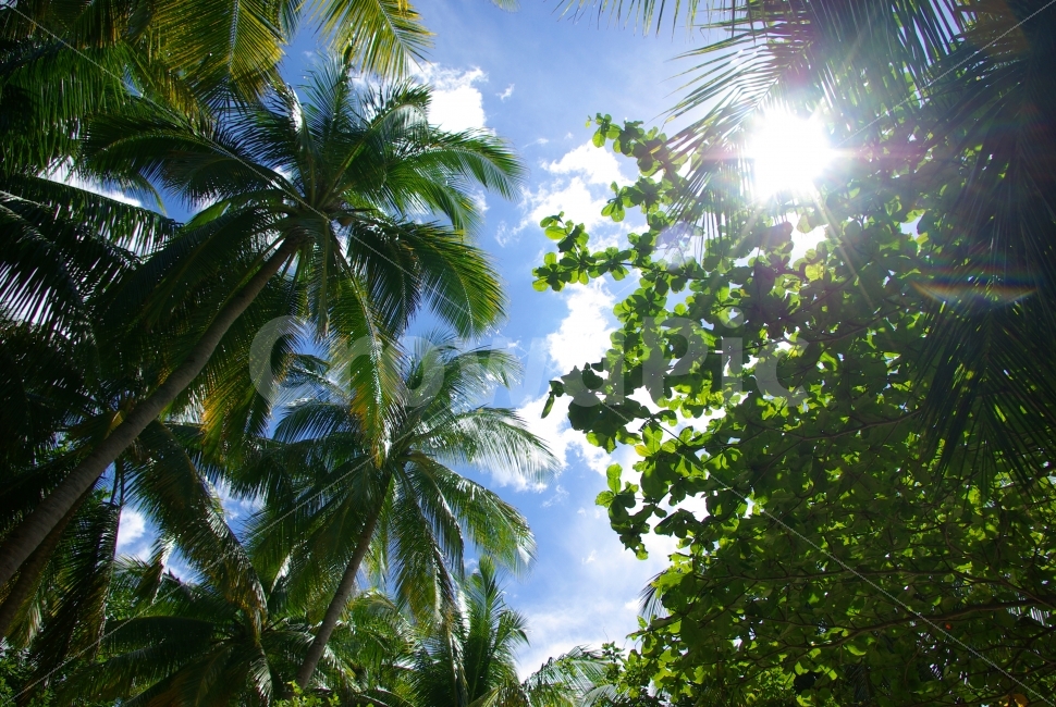 필리핀,섬,야자수,나무,태양,휴일,여행,하늘,자연,햇빛,philippines,island,palm,palmtrees,palmleaves,trees,sun,holiday,travel,sky,clouds,nature,sunshine,자연,풍경,nature,landscape,여름,계절,summer,season,light,빛,flare,플레어