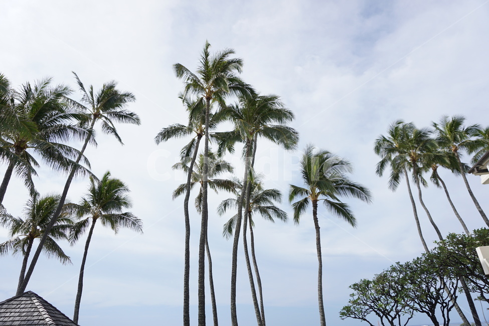 하와이,풍경,tree,맑은하늘,야자수,구름,나무,자연,풍경,nature,landscape,summer,여름,palm tree,plant,식물