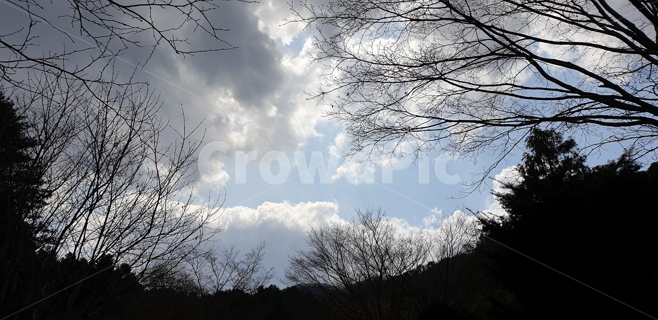 하늘,눈,나무,구름,수목원,화창한,오전,맑은