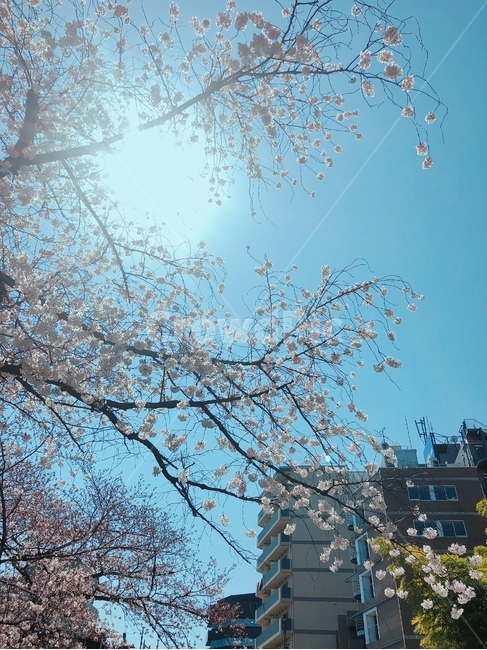 벚꽃,벚꽃나무,하늘,봄,벚꽃길,봄,계절,spring,season,도시,풍경,city,landscape,plant,식물