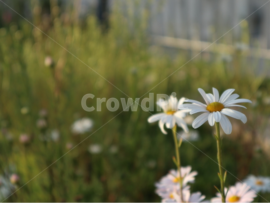 구절초,꽃,flower,blossom,식물,plant,하얀,식물,자연,plants,nature,꽃,flower