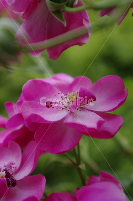 장미,꽃,flower,식물,plant,자연,nature