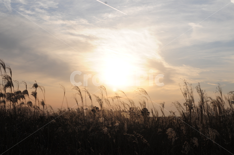 atmosphere,Reed,Sky Park,sunset,winter