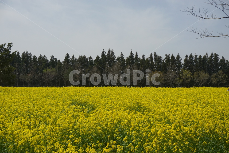 유채꽃,유채꽃밭,봄,자연,꽃,나무,유채,spring,flower,노란꽃,봄,계절,spring,season,자연,풍경,nature,landscape,outdoors,옥외,grassland,목초지,field,들,rural,농촌,farm,농장,meadow