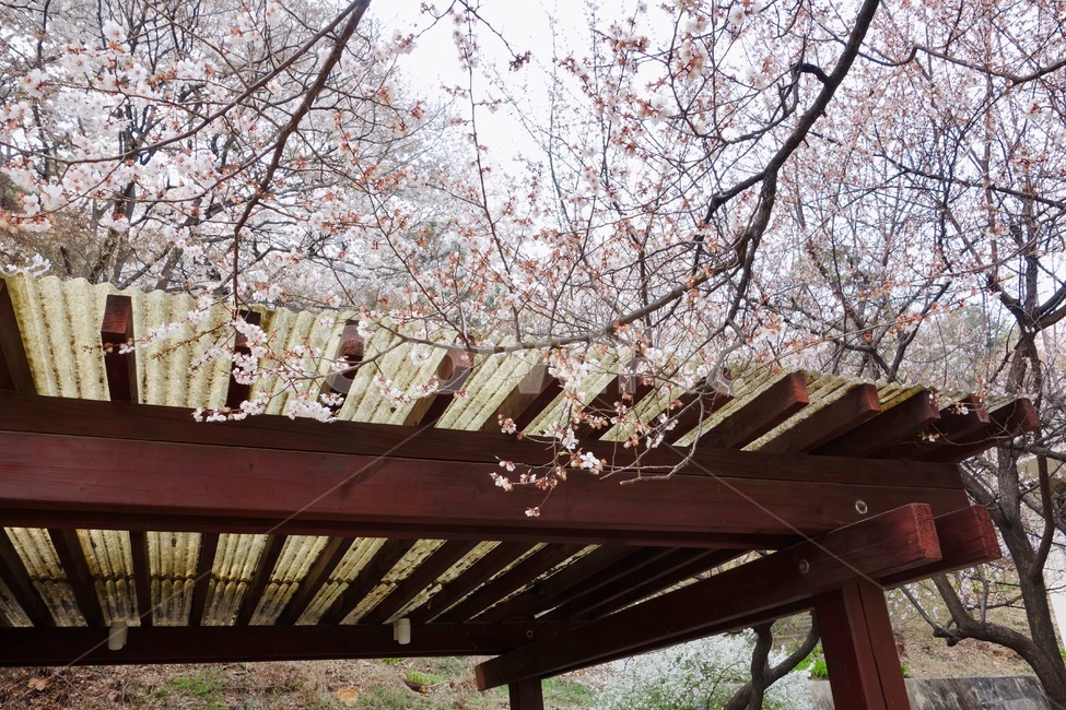벚꽃,벚꽃가지,꽃놀이,봄,꽃,꽃잎,감성,설레임,청순,벚꽃나무,식물,plant,blossom,flower,cherryblossom,spring