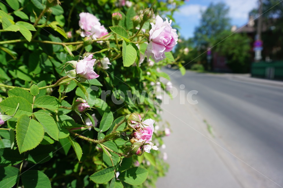길가,분홍색꽃,초록색,맑은날,좁은도로