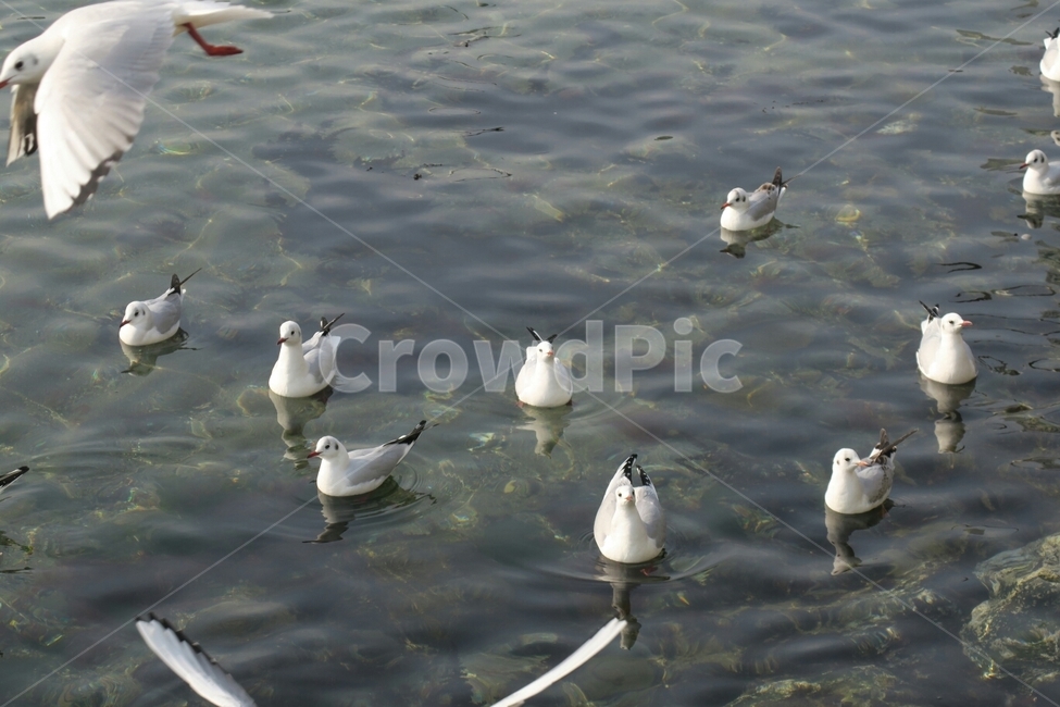 갈매기,부산,바다,새,자연,물,동물,animal,조류,새,birds