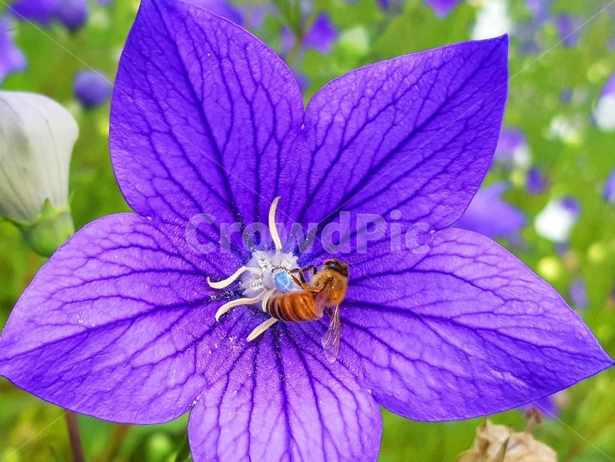 꽃,도라지꽃,보라색,벌,자연,식물,자연,plants,nature,꽃,flower,동물,animal,곤충,벌레,insect,bug