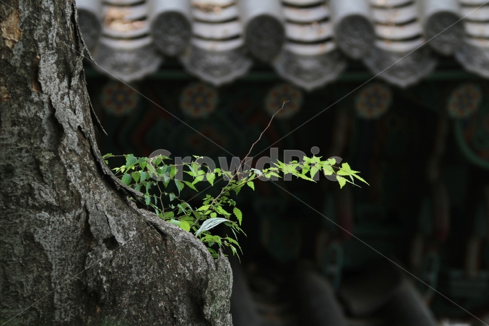 감성사진,나무잎과기와,새순,자연,풍경,식물,자연,plants,nature