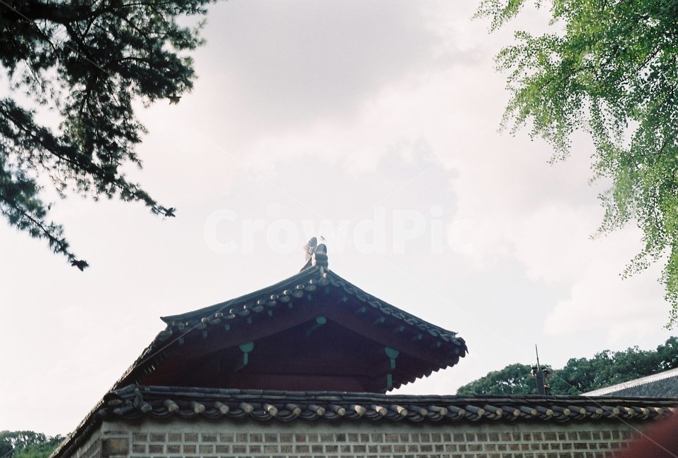 건축물,한옥,하늘,궁,소나무,temple