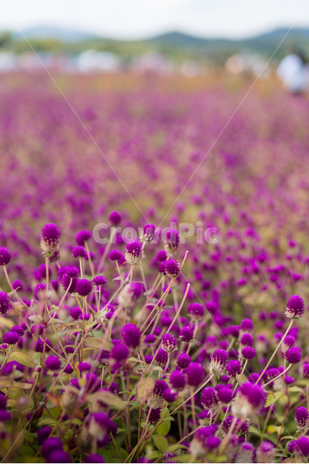 꽃,꽃밭,자연,풍경,식물,들,flower,식물,자연,plants,nature,꽃,flower