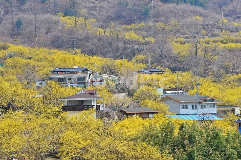 building,건물,rural,농촌,전남,구례,산동,산수유마을,산동산수유마을,산수유,산수유꽃,봄꽃,봄,계절,노랑꽃,nature,자연,outdoors,옥외,자연,풍경,nature,landscape