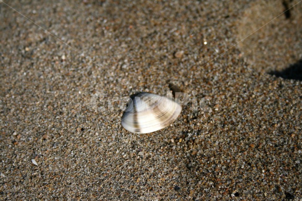 모래,조개,어패류,해변,모래사장,해변,바다,beach,sea