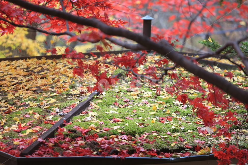 한국,산,금오산,가을,단풍,korea,mountian,山,秋,紅葉,가을,계절,fall,autumn,season,leaf,잎,plant,식물,tree,나무,maple