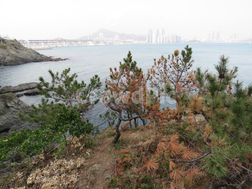 이기대,이기대공원,부산국가지질공원,부산바다,바다,해안,산책로