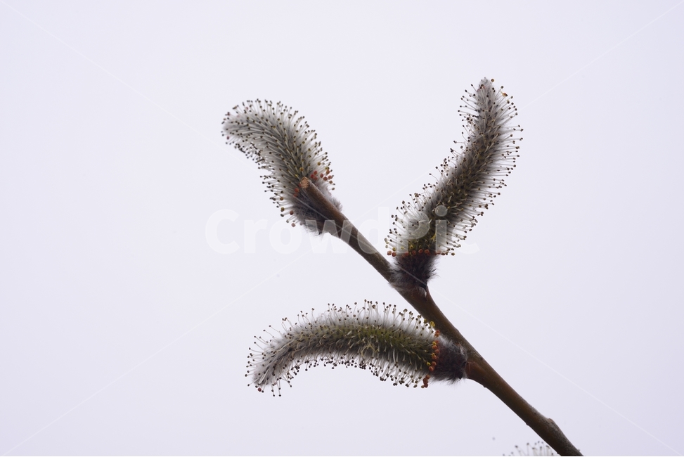 봄,꽃,자연,nature,클로즈업,closeup,갯버들,spring,flower,봄,계절,spring,season,식물,자연,plants,nature,bird,새,animal,동물,plant