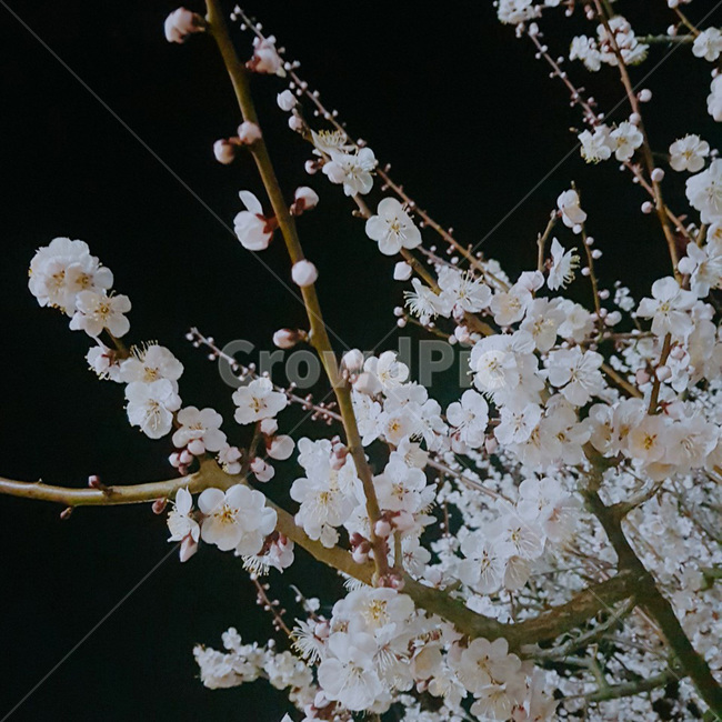 plant,식물,blossom,flower,꽃,식물,자연,plants,nature,꽃,flower