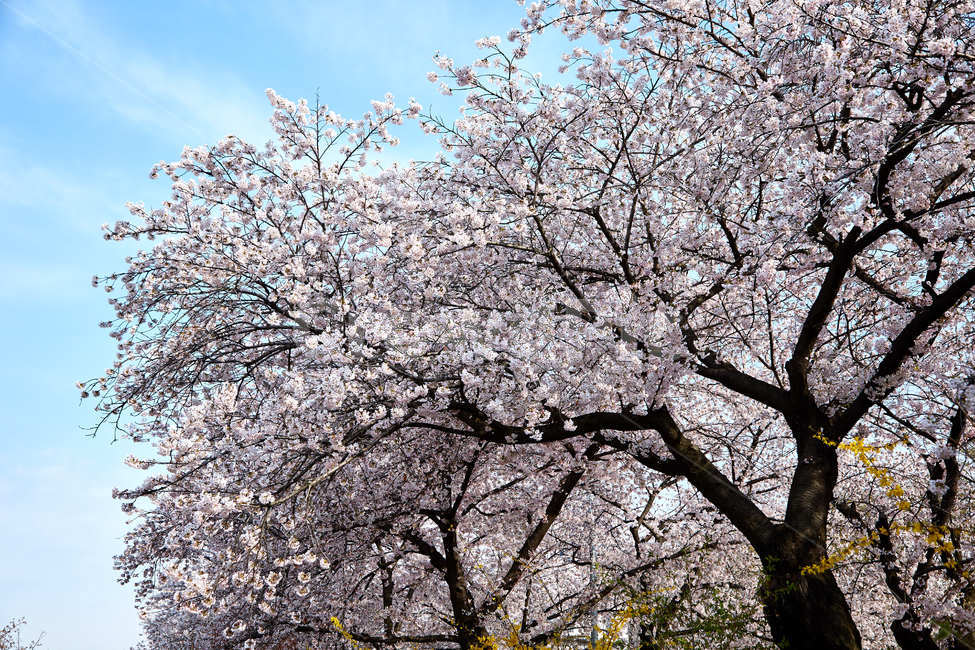 벚꽃,꽃,봄,꽃놀이,나무,봄,계절,spring,season,꽃,flower,plant,식물,blossom