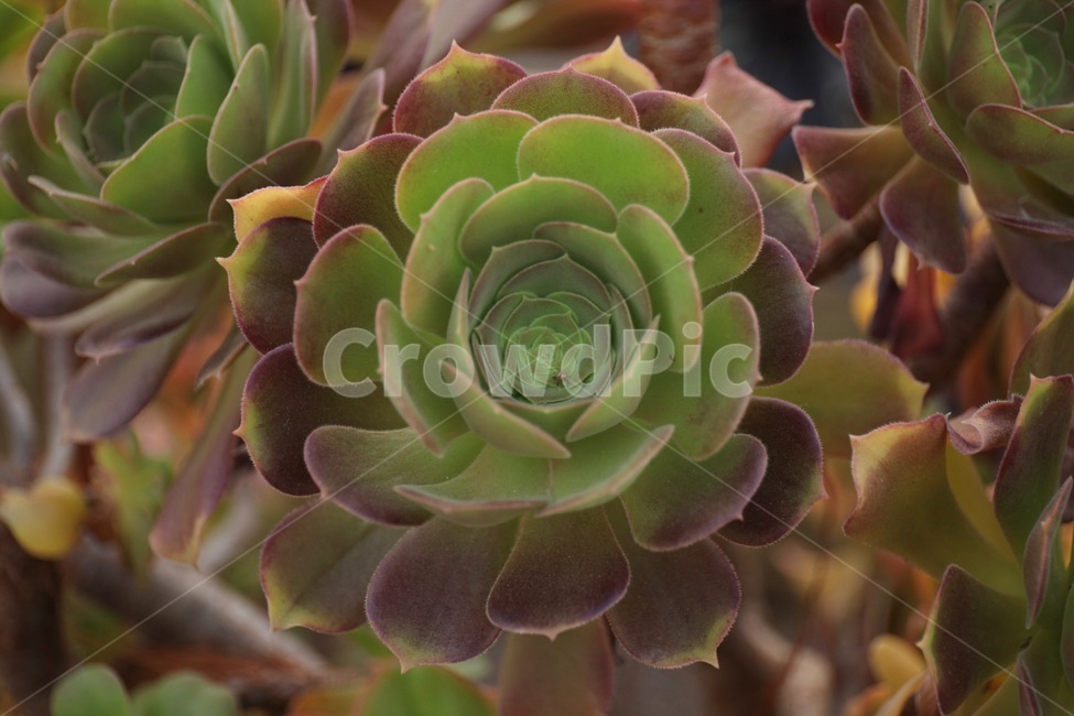 꽃,화훼,플라워,flower,flowergarden