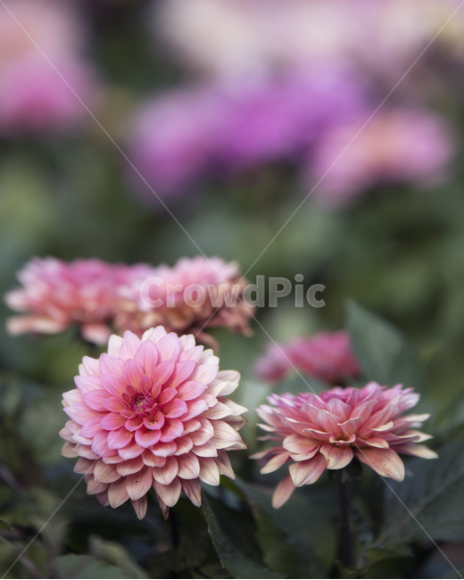 알리,꽃,식물,빨간꽃,flower,red