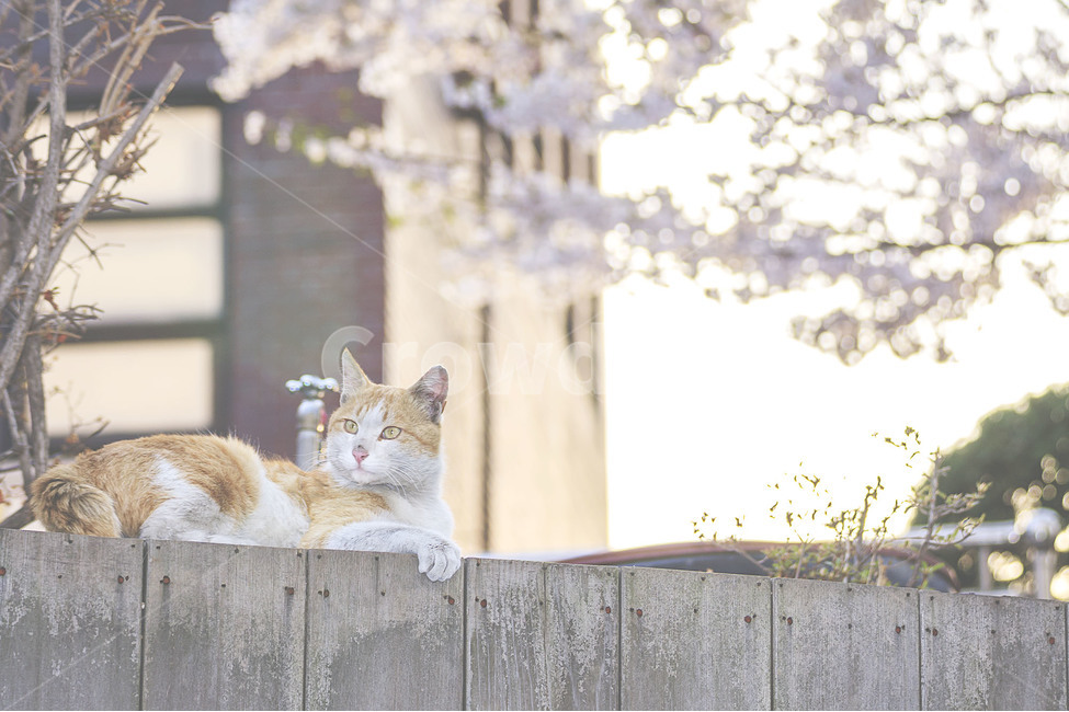 동물,animal,고양이,cat,길고양이,streetcat,길냥이,봄,꽃,flower,벚꽃,cherryblossom,풍경,봄,계절,spring,season,동물,animal,포유류,mammal,고양이,cat,kitten,kitty,휴식,힐링,rest,relaxation,healing