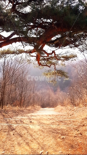 길,겨울,나무,자연,배경