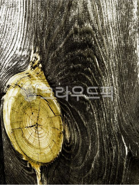 fell,pine tree,tree bark,annual zone,tree,wood