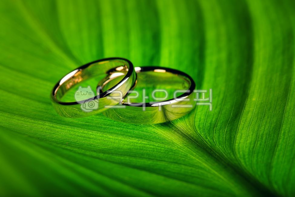 반지,금반지,결혼반지,커플링,금,골드,골든,악세사리,기념일,상자,조형물,나뭇잎,빛나는,노란,황금,쌍가락지,광채,화려한,약혼,선물,금빛,주얼리,쥬얼리,귀금속,링,반짝이는,발렌타인,결혼,웨딩,혼수,패물,장신구,정물,프로포즈