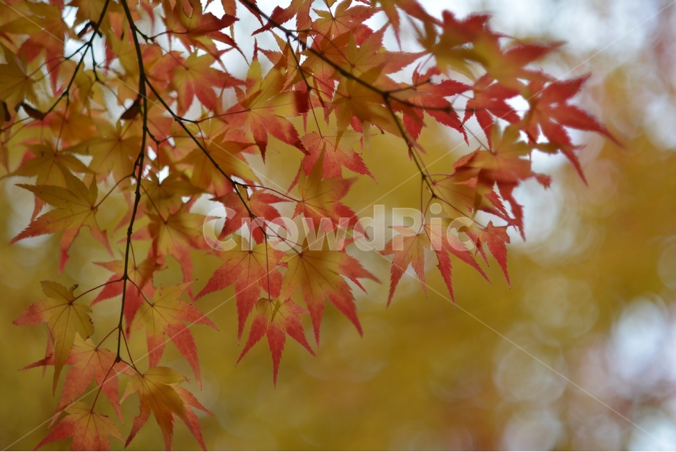 가을,단풍,빨강,나무,자연,가을,계절,fall,autumn,season,leaf,잎,plant,식물,tree