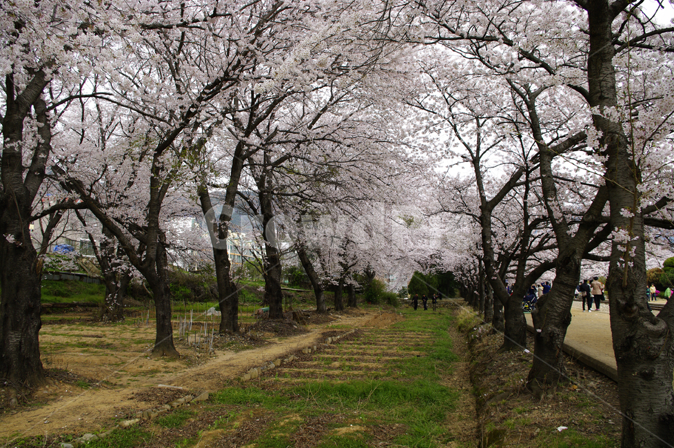 봄,진해,벚꽃,나무,식물,풍경,봄,계절,spring,season,plant,blossom,꽃,flower