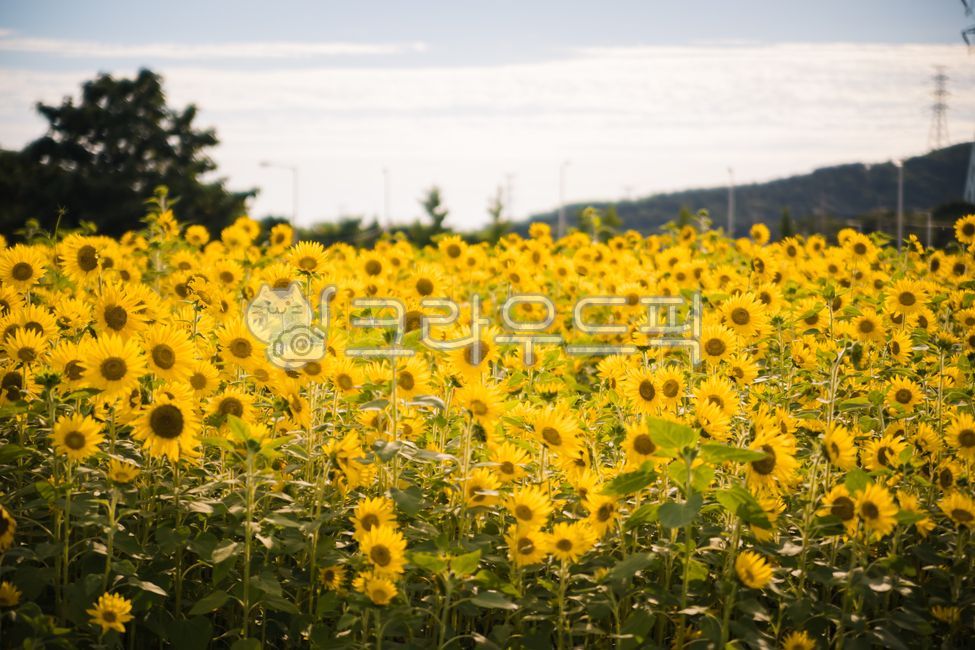 plant,sunflower flower,sunflower field,Haerabari scenery,sunflower,flower