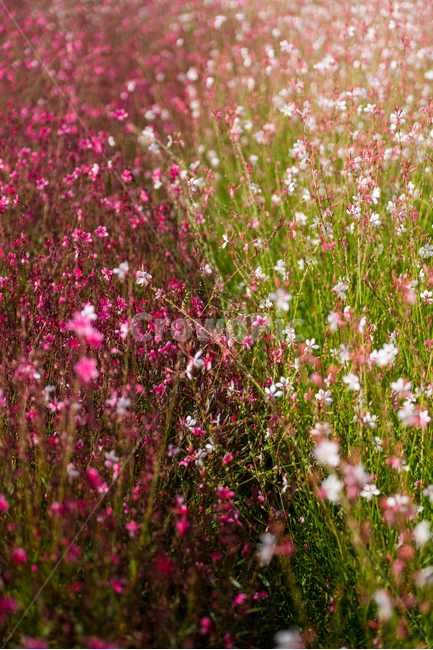 자연,풍경,꽃,꽃밭,식물,flower,식물,자연,plants,nature,꽃,flower