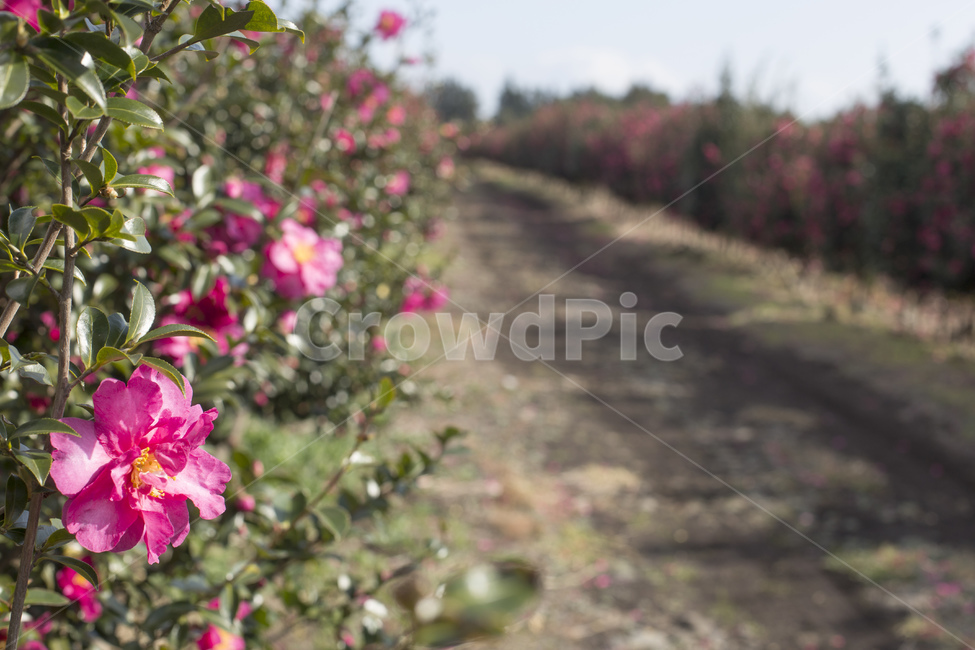 동백꽃,동백나무,동백,꽃,카멜리아,식물,자연,풍경,nature,landscape,식물,plants,꽃,flower