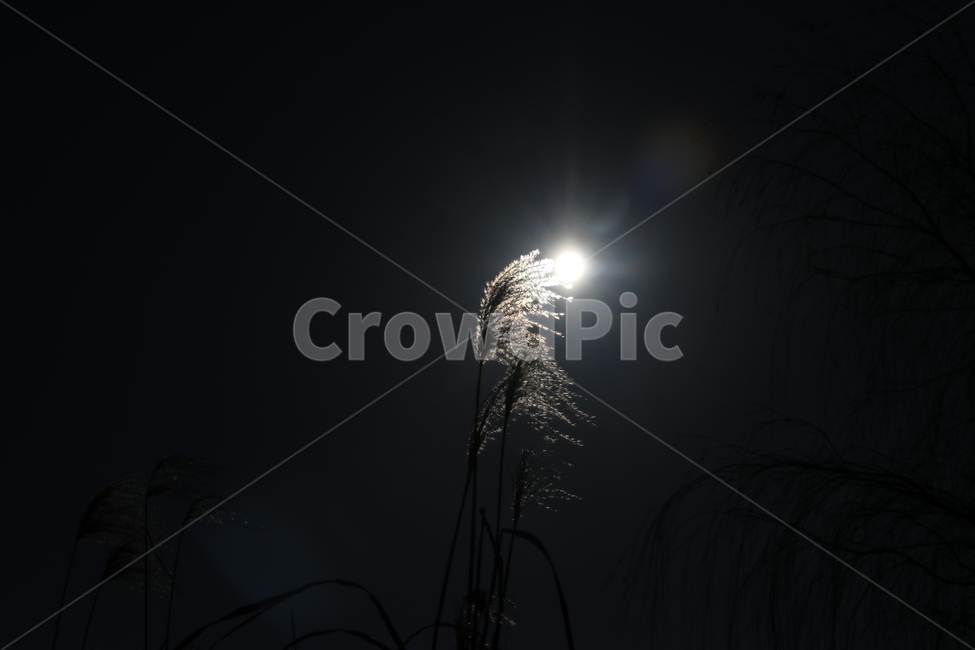 빛,역광,갈대,하이키촬영,로우키촬영,자연,풍경,nature,landscape,light,flare,플레어,plant,식물,grass,잔디